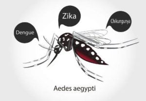 O Aedes aegypti é um mosquito de origem africana que teve sua primeira descrição no Egito