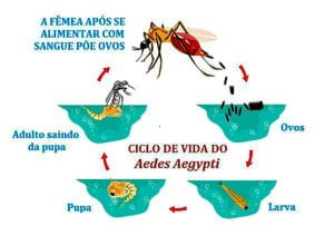A fêmea do mosquito Aedes aegypti é capaz de gerar de 70 a 150 ovos, cujo ciclo evolutivo é de 11 a 118 dias