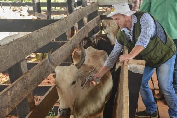 Campanha contra febre aftosa entra na reta final