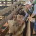 Campanha contra febre aftosa entra na reta final
