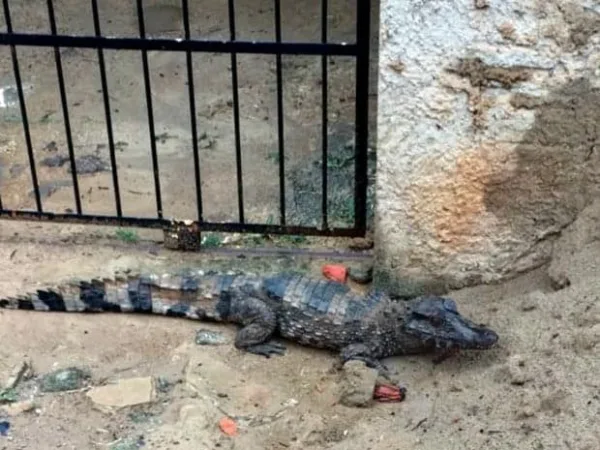 Bombeiros capturam cobras, jacarés e macaco durante chuva em Rio Branco