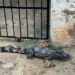 Bombeiros capturam cobras, jacarés e macaco durante chuva em Rio Branco