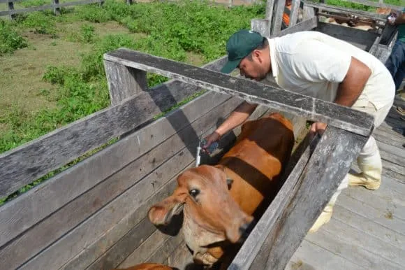 Acre vacina 98,87% do gado na campanha de novembro contra febre aftosa