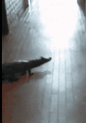 Internautas comentam vídeo de jacaré andando pelos corredores da Ufac