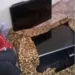 Homem é preso no flagra furtando três TVs de LED no bairro Conjunto Esperança