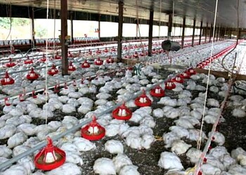 Empresária denuncia que apagão causou morte de 17 mil frangos em sua granja