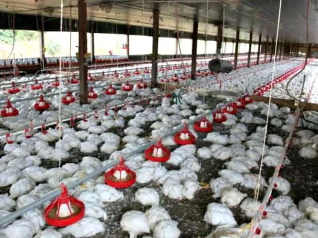 Empresária denuncia que apagão causou morte de 17 mil frangos em sua granja