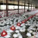 Empresária denuncia que apagão causou morte de 17 mil frangos em sua granja