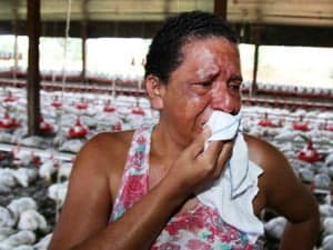 Empresária denuncia que apagão causou morte de 17 mil frangos em sua granja 1 Empresária denuncia que apagão causou morte de 17 mil frangos em sua granja