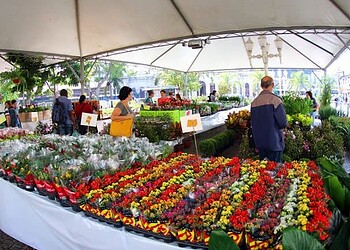 Em sua 4ª edição, Festival de Flores de Holambra traz 100 novas espécies
