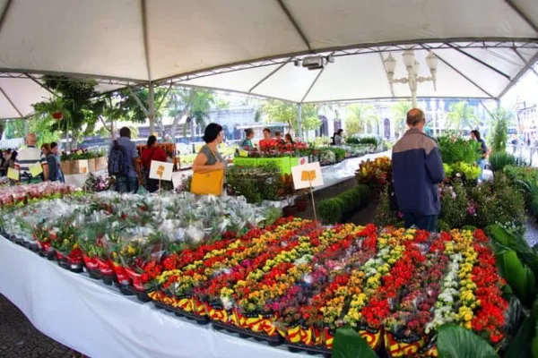 Em sua 4ª edição, Festival de Flores de Holambra traz 100 novas espécies