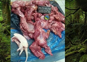 Batalhão Ambiental apreende 45 quilos de carne silvestre