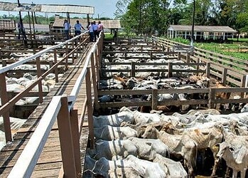 Idaf reafirma qualidade da carne acreana e torna ainda mais rigorosa a fiscalização a frigoríficos