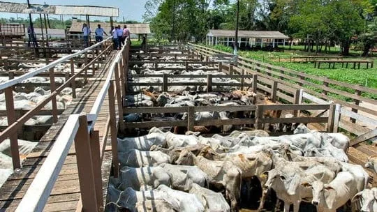 Idaf reafirma qualidade da carne acreana e torna ainda mais rigorosa a fiscalização a frigoríficos