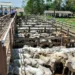 Idaf reafirma qualidade da carne acreana e torna ainda mais rigorosa a fiscalização a frigoríficos