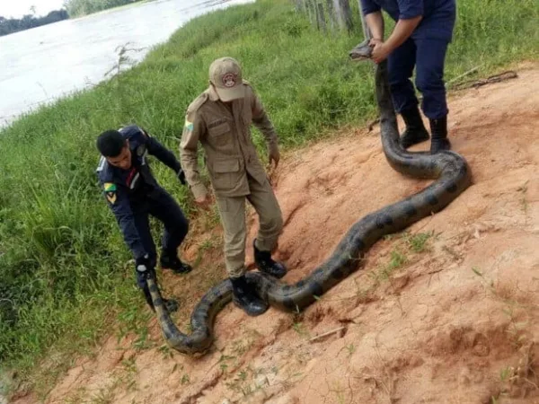 Sucuri de mais de 4 metros é capturada em Tarauacá