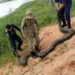 Sucuri de mais de 4 metros é capturada em Tarauacá