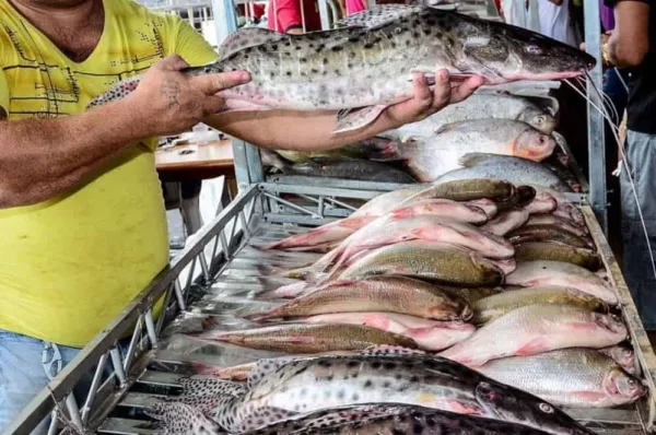 Sebrae no Acre é parceiro em Feiras do Peixe