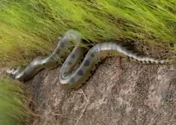 Cobra foi flagrada às margens da BR-364 no Acre (Foto Reprodução )