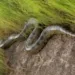 Cobra foi flagrada às margens da BR-364 no Acre (Foto Reprodução )