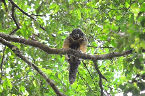 No Acre, pesquisadores divulgam fotos de macaco raro não visto por cientistas há 80 anos
