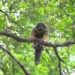 No Acre, pesquisadores divulgam fotos de macaco raro não visto por cientistas há 80 anos