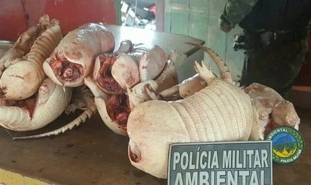Após denúncia, polícia apreende 38 quilos de carne de caça em Senador Guiomard