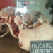 Após denúncia, polícia apreende 38 quilos de carne de caça em Senador Guiomard