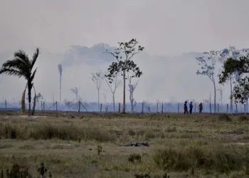 Foto Odair Leal-APN-Amazonia Real