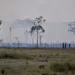 Foto Odair Leal-APN-Amazonia Real