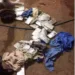PF e Bope apreendem carregamento de 31 tijolos de cocaína na BR-364