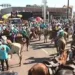 Comissão organizadora define período de inscrições para a Cavalgada 2019