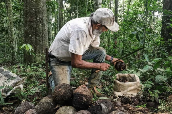 Economia sustentável acreana é apresentada em encontro do GCF na Indonésia