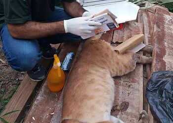 Polícia Militar e Ibama resgatam onça vítima de atropelamento em Manoel Urbano