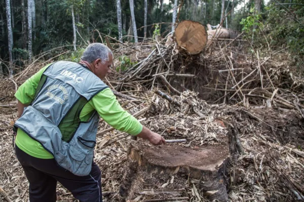 Na Gleba Afluente, governo age contra desmatamento e grilagem de terra
