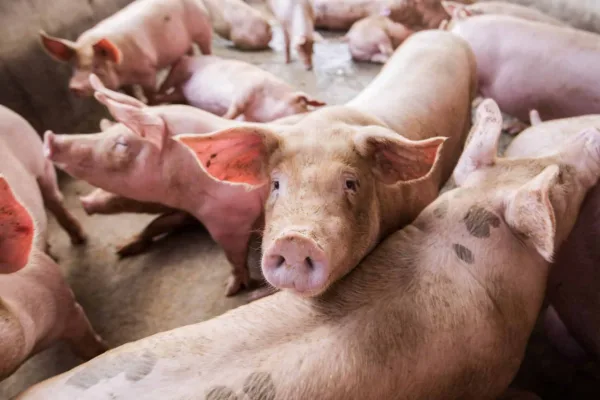 Carne suína acreana é autorizada a ser vendida para a Bolívia