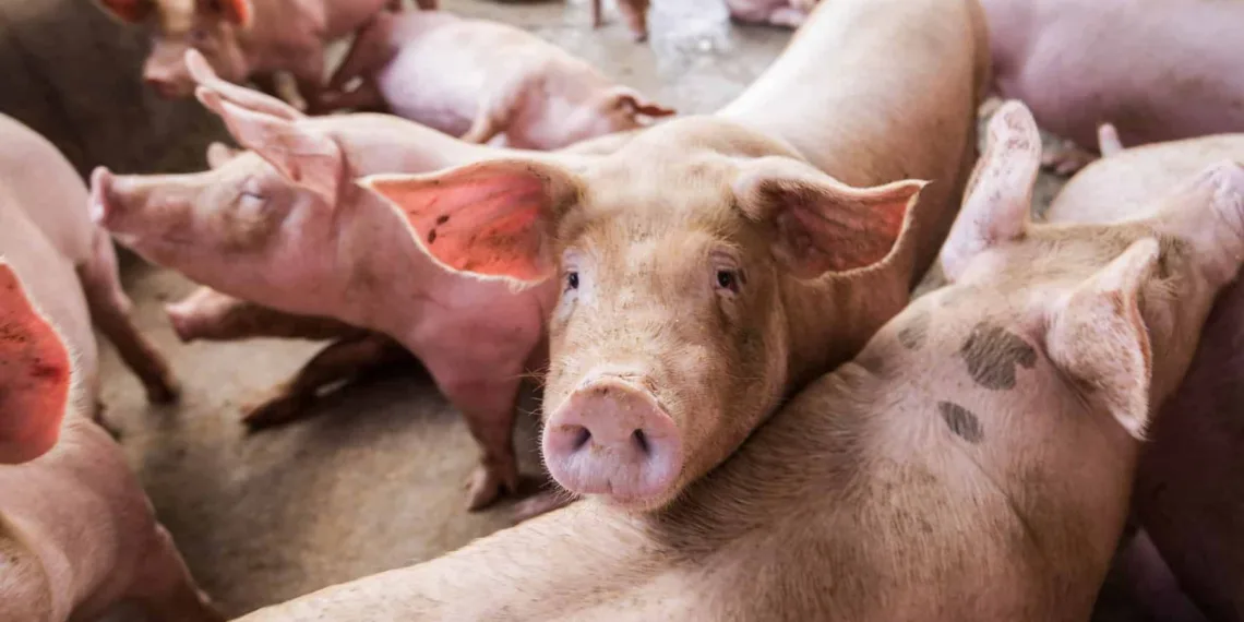 Carne suína acreana é autorizada a ser vendida para a Bolívia