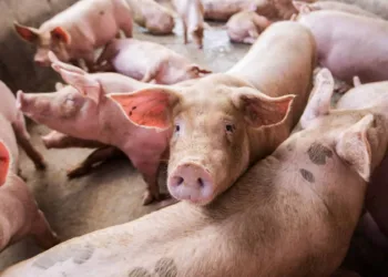 Carne suína acreana é autorizada a ser vendida para a Bolívia