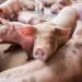 Carne suína acreana é autorizada a ser vendida para a Bolívia