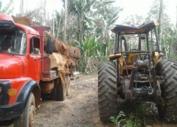 Batalhão Ambiental apreende mais de 17 metros cúbicos de madeira retirada ilegalmente