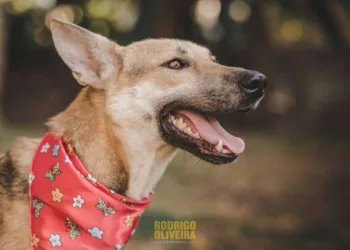 Animais do DCZ ganham ensaio fotográfico para incentivar adoção na Capital