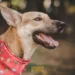 Animais do DCZ ganham ensaio fotográfico para incentivar adoção na Capital