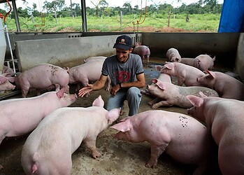 Governador Tião Viana anuncia início de exportação de carne suína para o Peru