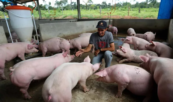 Governador Tião Viana anuncia início de exportação de carne suína para o Peru