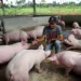 Governador Tião Viana anuncia início de exportação de carne suína para o Peru