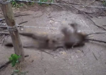 Corpo em decomposição é encontrado em fazenda no Segundo Distrito