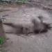 Corpo em decomposição é encontrado em fazenda no Segundo Distrito