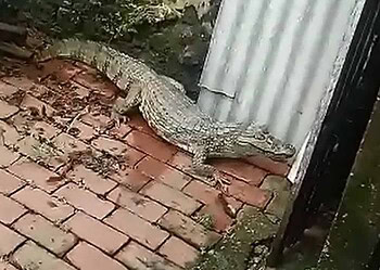 Acidentes com animais peçonhentos aumentam cerca de 20% no período chuvoso