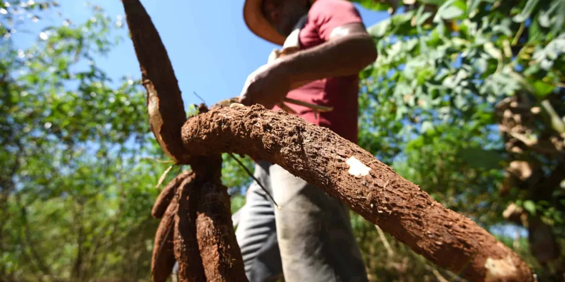 Acre desenvolve agricultura familiar com responsabilidade ambiental