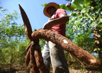 Acre desenvolve agricultura familiar com responsabilidade ambiental